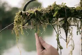 Engineers targets hydrilla infestations in Finger Lakes, Upstate NY Engineers targets hydrilla infestations in Finger Lakes, Upstate NY