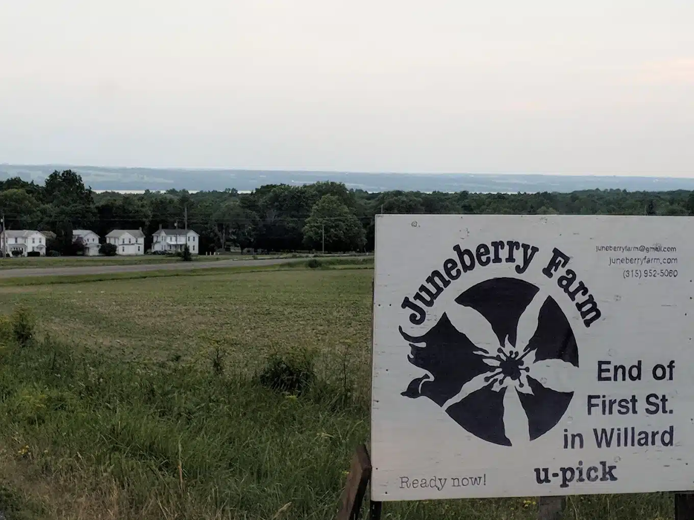 Juneberry Farm in Ovid opens for u-pick season Juneberry Farm in Ovid opens for u-pick season