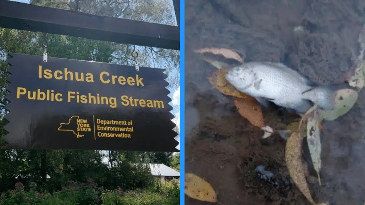 Cheese plant shutdown ordered after fish die-off in Ischua Creek Cheese plant shutdown ordered after fish die-off in Ischua Creek