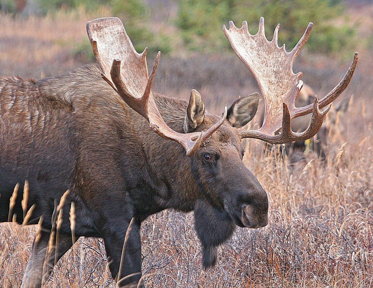 NY opens public comment on endangered species plan NY opens public comment on endangered species plan
