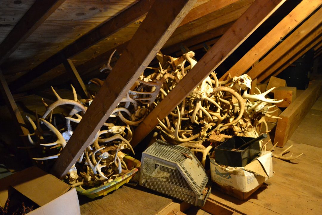 Evidence collected during poaching investigation in Genesee and Wyoming counties