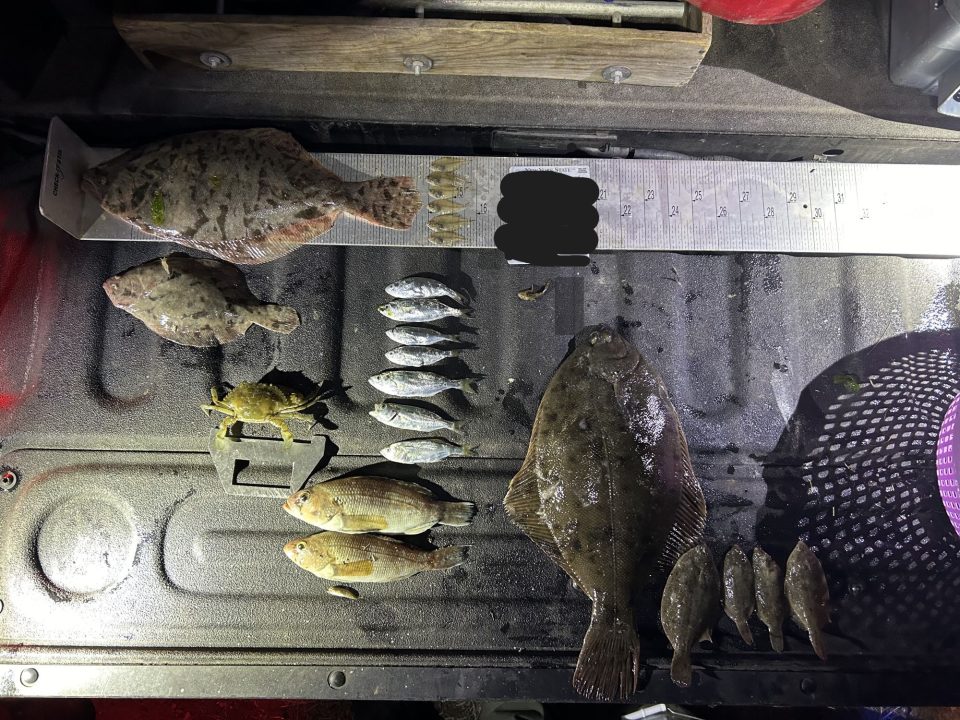 Fish illegally caught by net at Jones Beach State Park in Nassau County