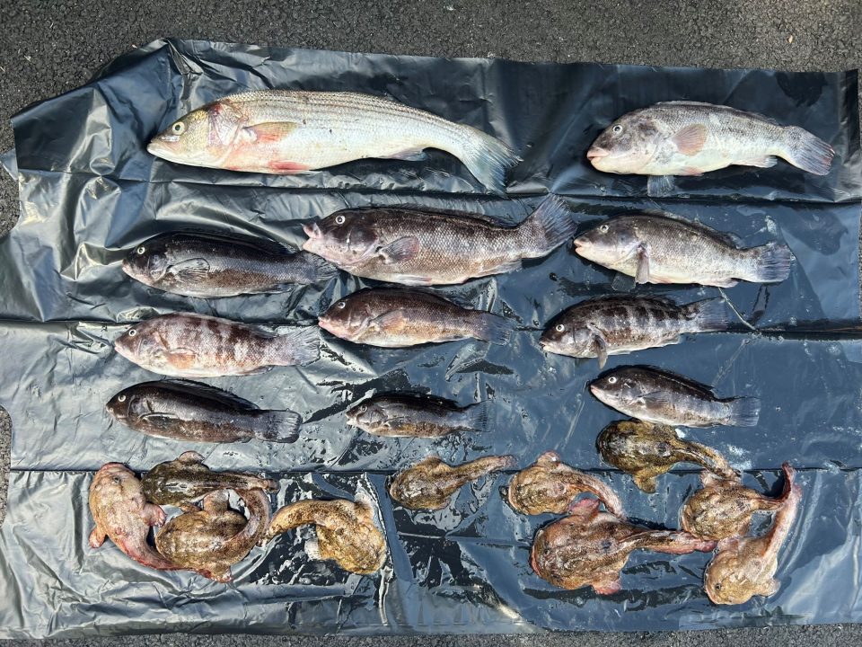 Fish illegally offered for sale in New York County