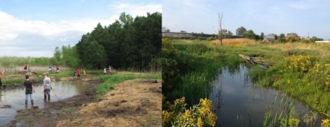 New guidelines set for habitat restoration projects in NY