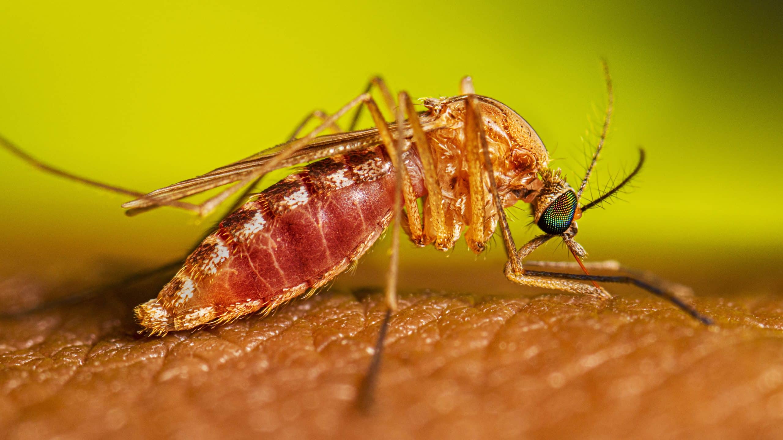 West Nile virus confirmed in Seneca County horse