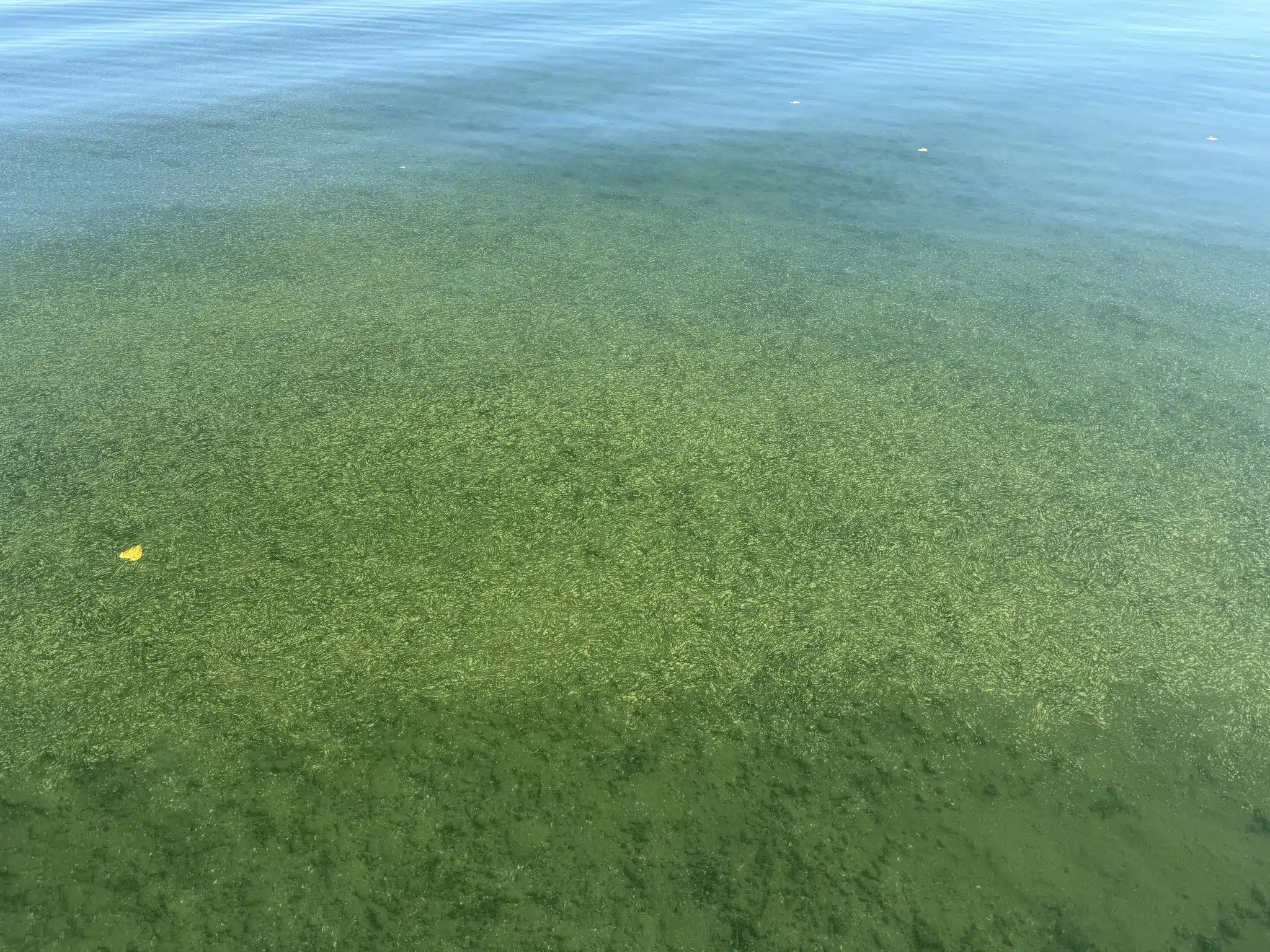 Bathymetry and sludge hydra: How we are feeding the Finger Lakes’ toxic blooms