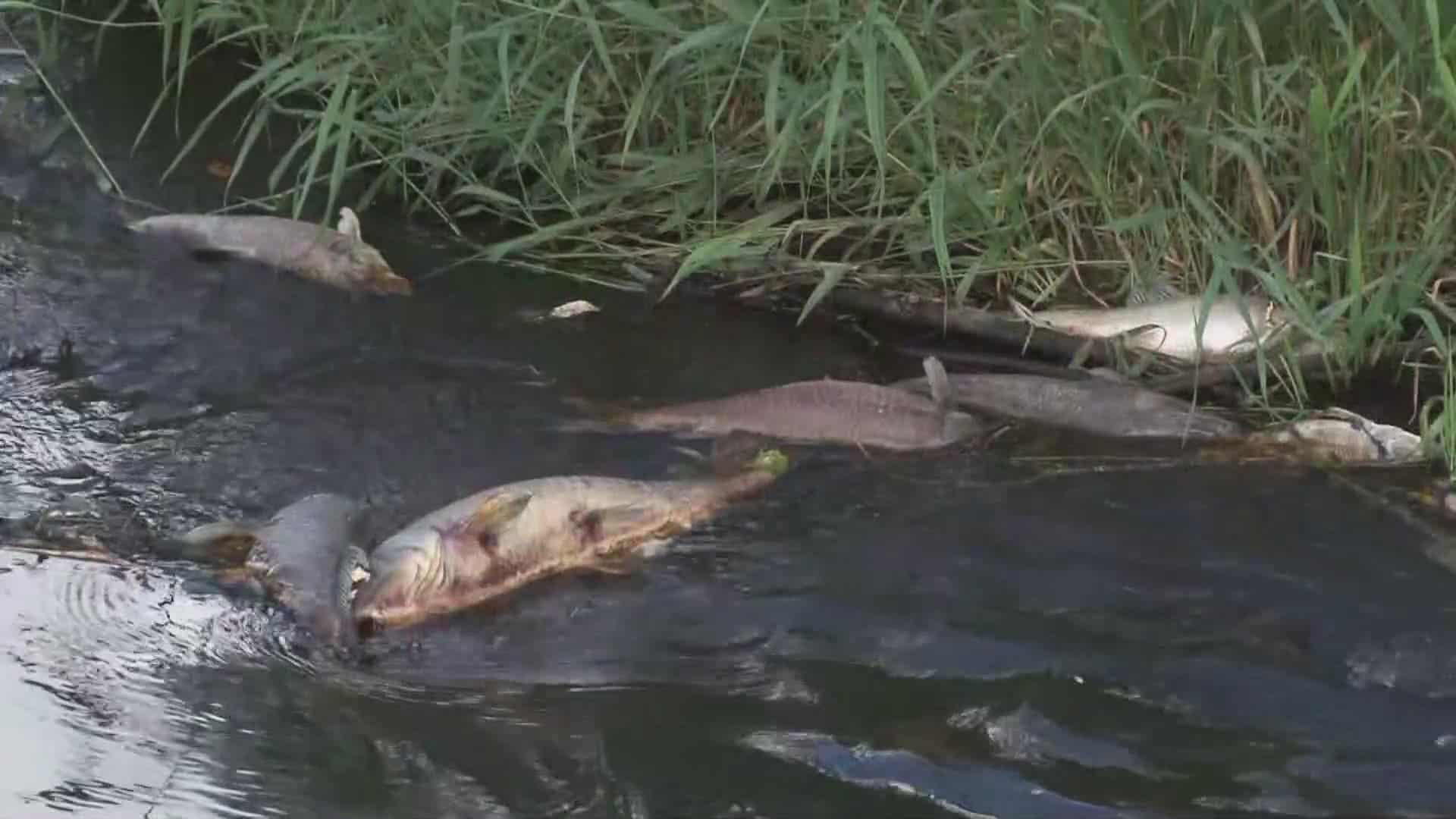 Advisory lifted for Ischua Creek in Cattaraugus County Advisory lifted for Ischua Creek in Cattaraugus County