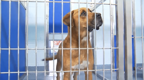 Animal cruelty charges follow Cayuga County dog seizure