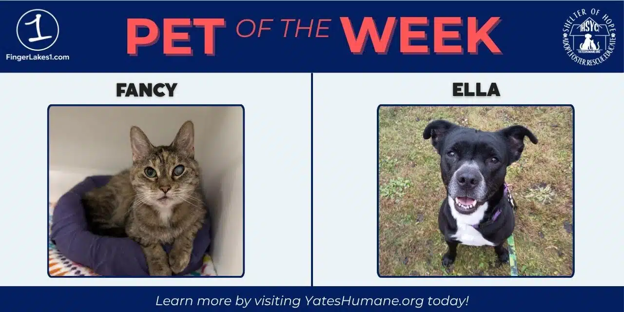 PET OF THE WEEK: Meet Fancy and Ella from the Shelter of Hope