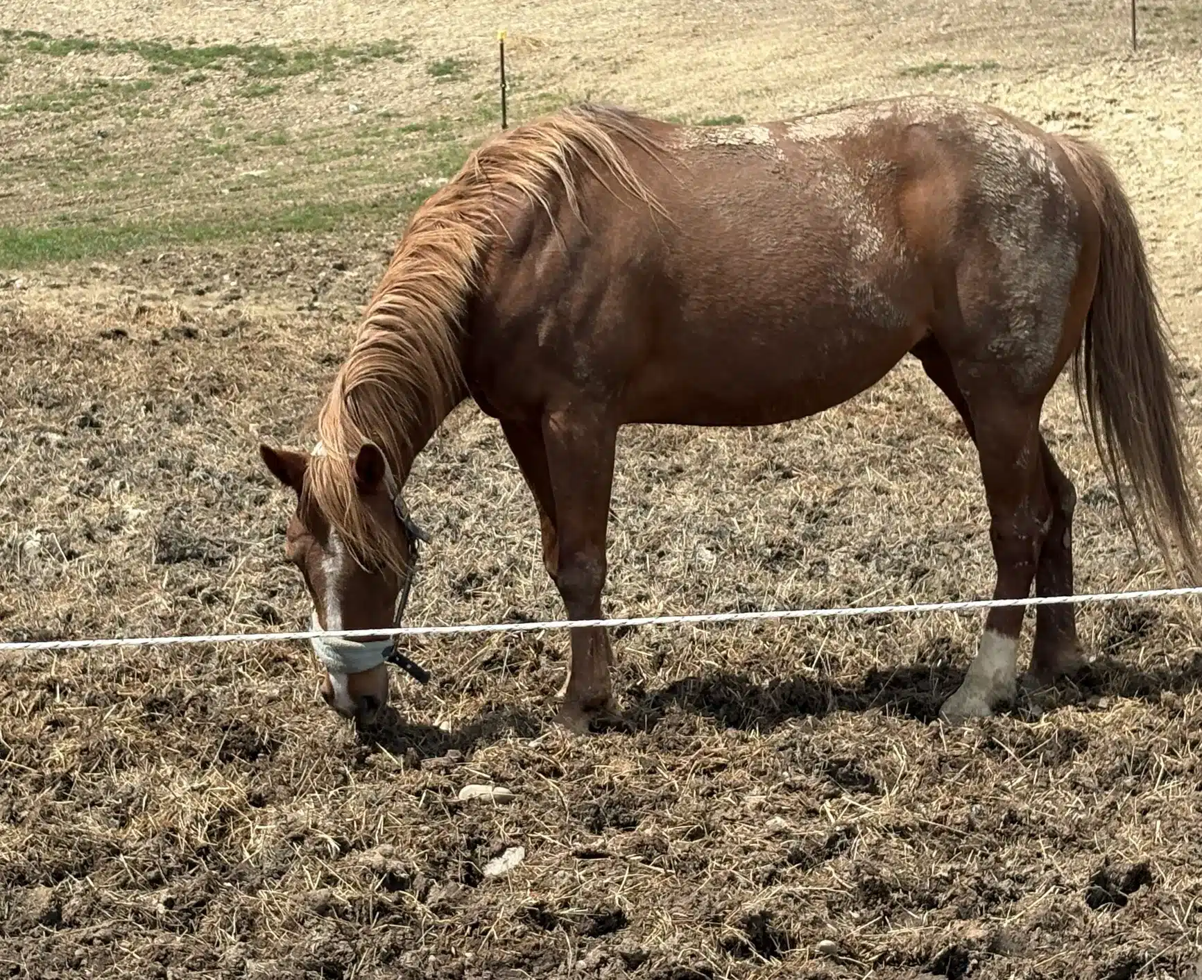 Horses spark healing at local Steuben County ranch