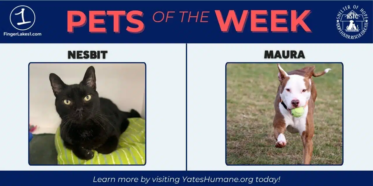 PETS OF THE WEEK: Meet Maura and Nesbit from the Humane Society of Yates County