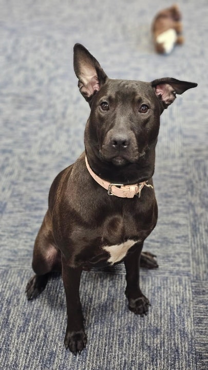 Geneva man charged after dog abandoned at city park