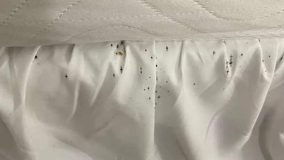 Skaneateles seniors battle bed bugs at apartment complex Skaneateles seniors battle bed bugs at apartment complex