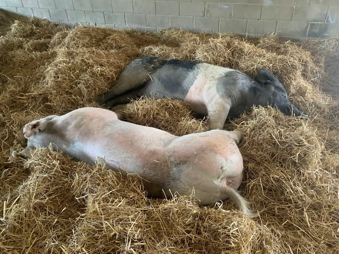 Farm Sanctuary plans July 4 Pignic in Watkins Glen