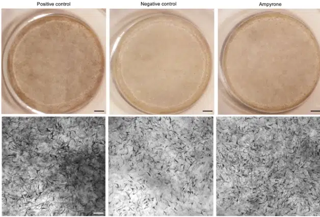 Cornell-led study identifies compound that may boost skin pigmentation