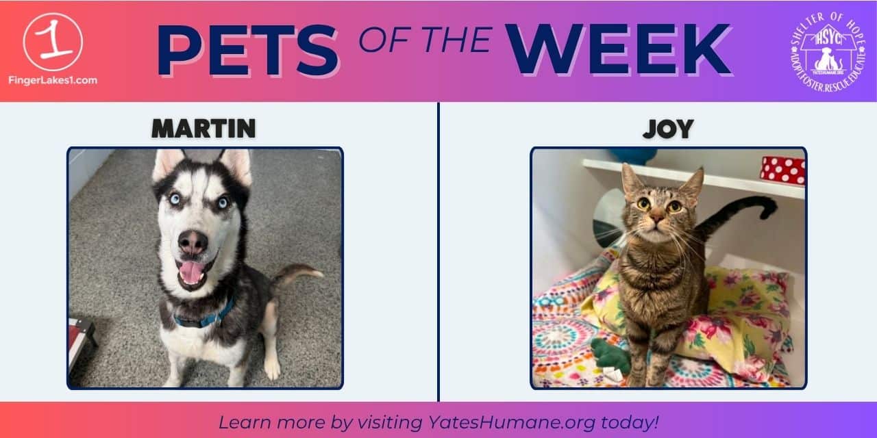PETS OF THE WEEK: Meet Martin and Joy PETS OF THE WEEK: Meet Martin and Joy