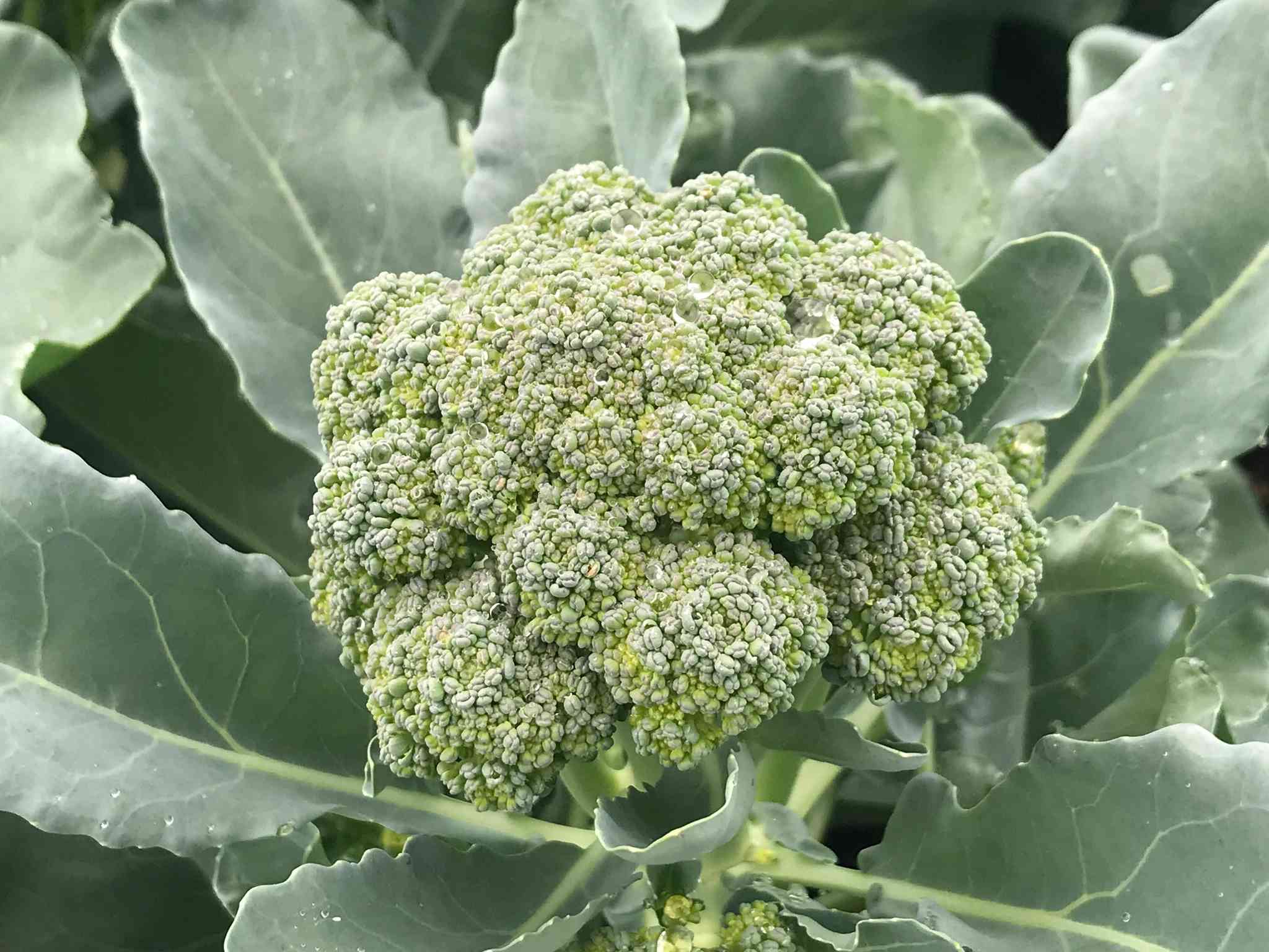 Cornell study finds East Coast broccoli can cut drought risk