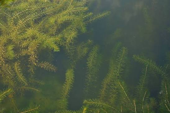Cayuga Lake hydrilla treatment begins Cayuga Lake hydrilla treatment begins