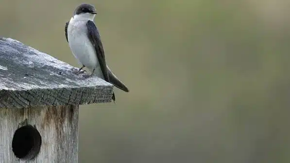 Cornell study finds northern tree swallows face greater climate risk Cornell study finds northern tree swallows face greater climate risk