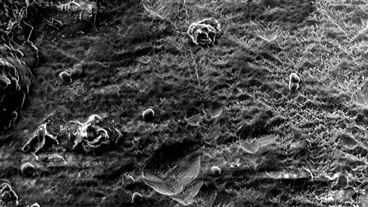 Cornell-engineered bacterium speeds carbon capture and recovers battery metals