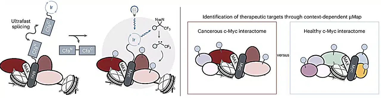 Cornell method reveals overlooked protein’s role in cancer growth
