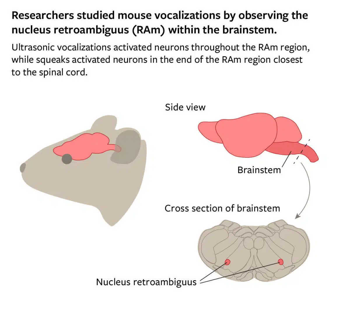 Cornell study finds separate neurons drive mouse social calls and squeaks