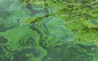 Seneca Lake enters peak HAB season as first blooms confirmed