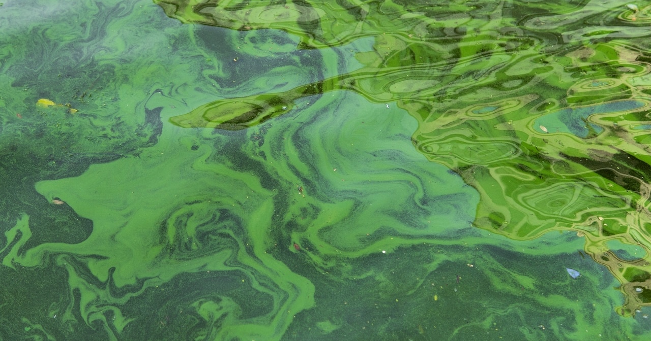 NYS sees increases in harmful algal blooms