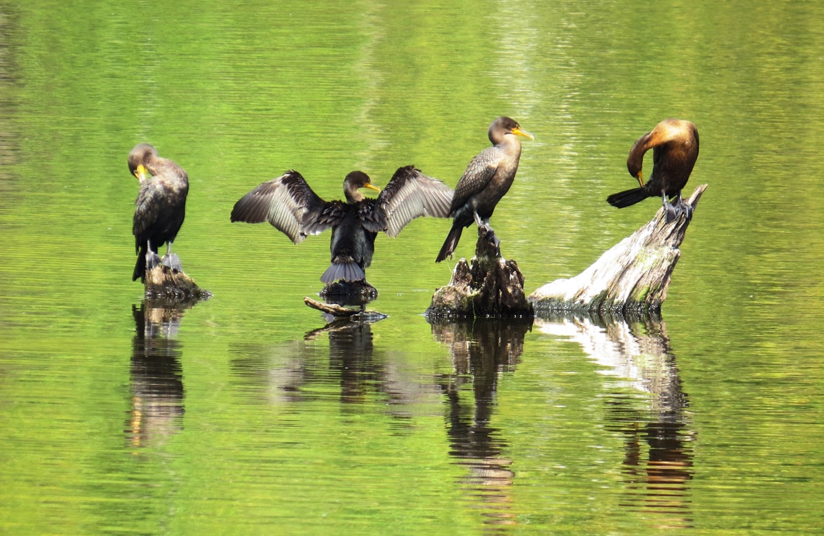 New York Sea Grant launches statewide cormorant reporting tool New York Sea Grant launches statewide cormorant reporting tool