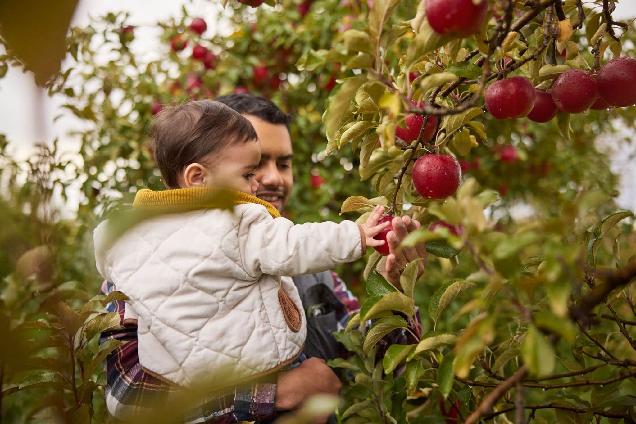 Owen Orchards to host Sweet Treat Trail pop-up Aug. 14