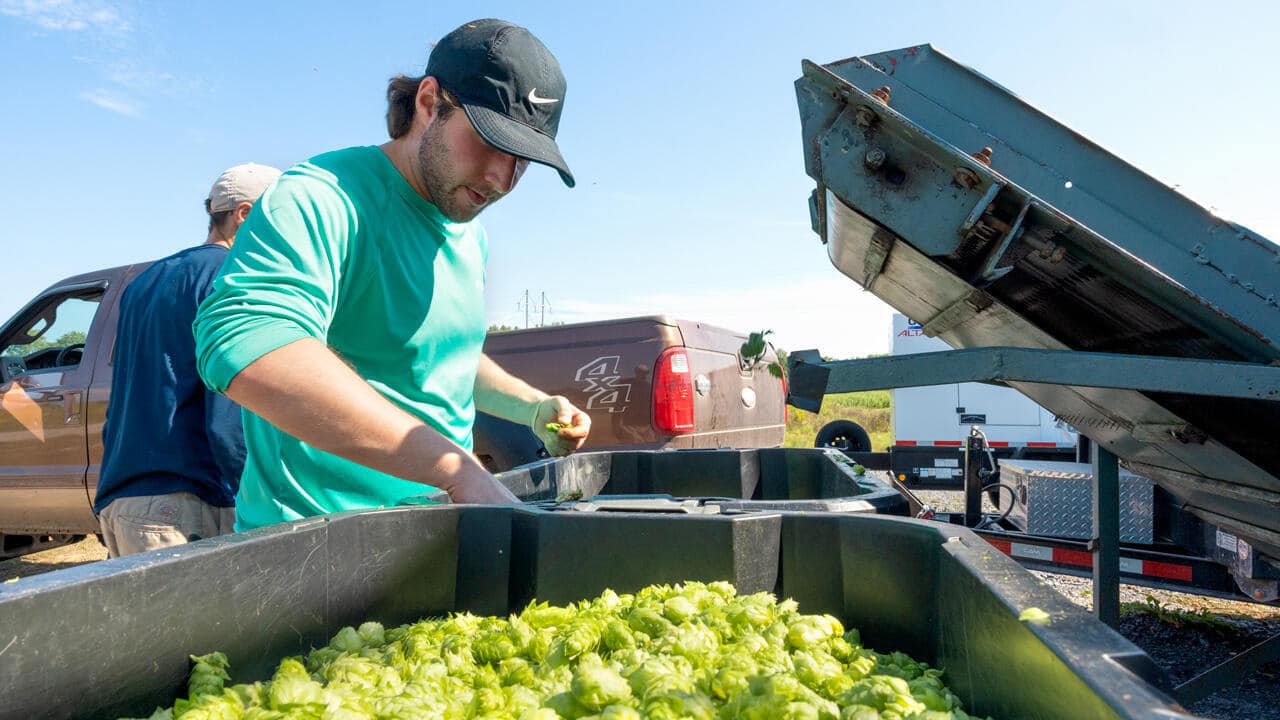 Cornell tests new hop varieties to help New York growers, brewers find next signature crop Cornell tests new hop varieties to help New York growers, brewers find next signature crop