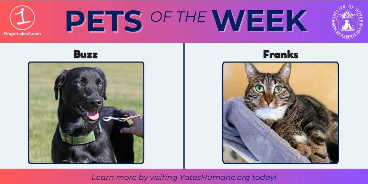 PETS OF THE WEEK: Meet Franks and Buzz PETS OF THE WEEK: Meet Franks and Buzz