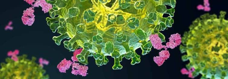 URMC researchers uncover lung immune cells that could point to better flu vaccines