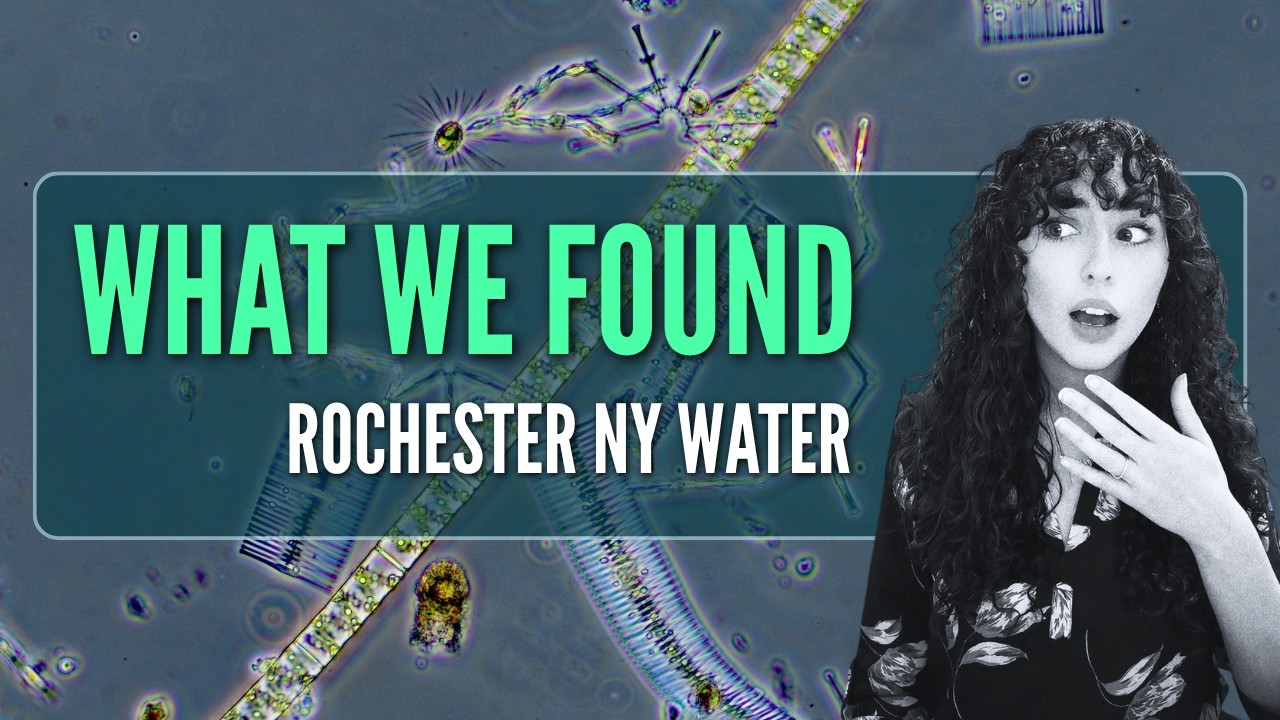 AquaDiary: Is there algae in your tap water? (podcast) AquaDiary: Is there algae in your tap water? (podcast)