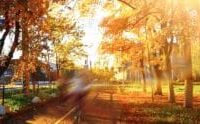 Sunny early autumn path lined with trees
