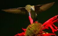 Native plant talk and bird walk set for Oct. 24 at Onondaga Lake