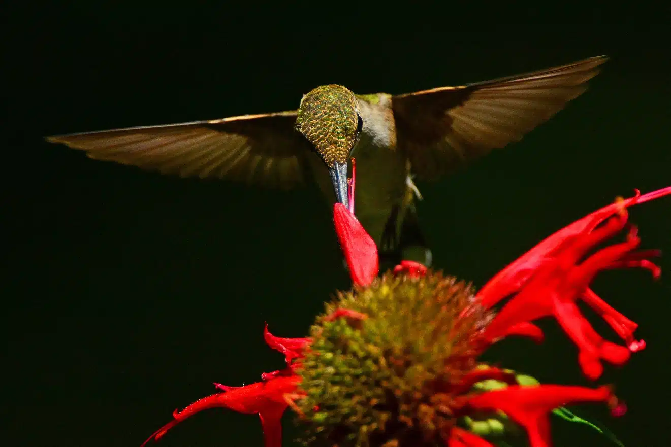 Native plant talk and bird walk set for Oct. 24 at Onondaga Lake Native plant talk and bird walk set for Oct. 24 at Onondaga Lake
