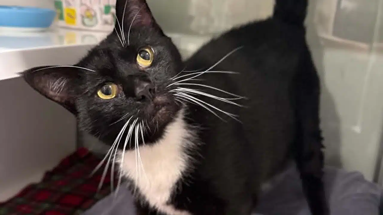 Pets of the Week: Meet Bosch and Ziggy