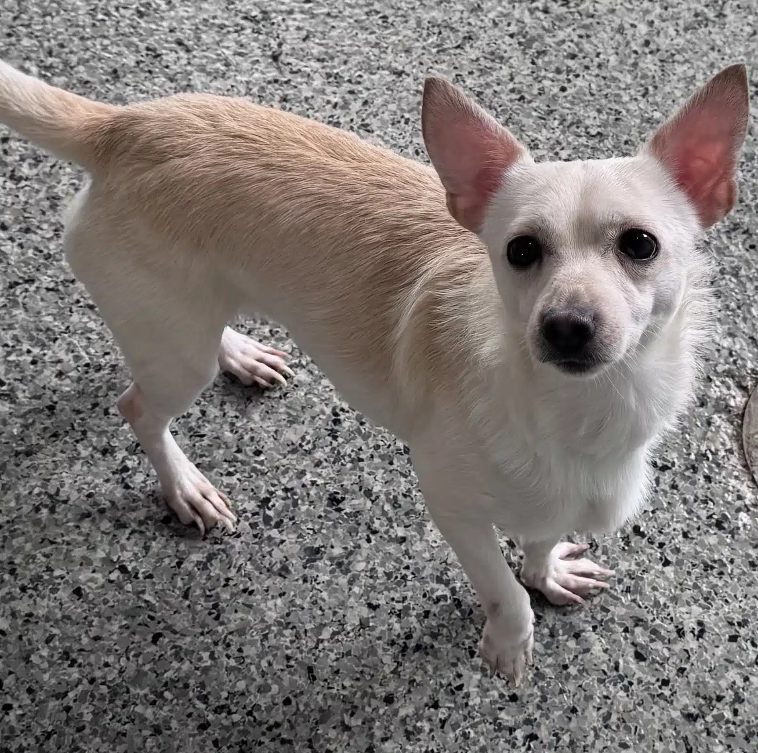 Ziggy, a small tan-and-white Chihuahua mix with upright ears, standing on a speckled floor.