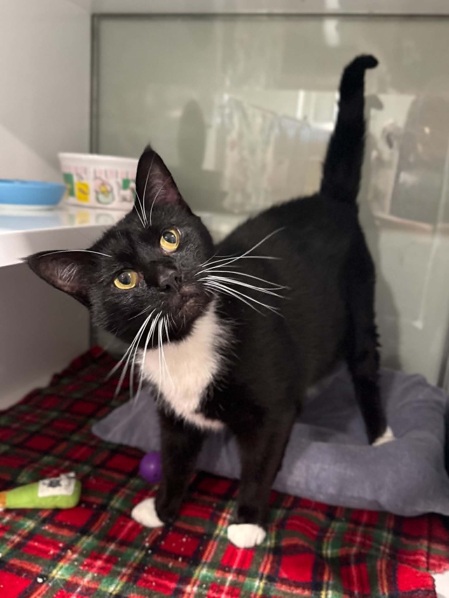 Bosch, a black-and-white cat with yellow eyes, standing on a plaid blanket.