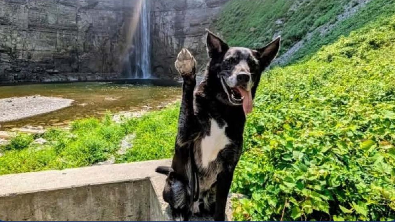 Ithaca campaign urges dog owners to get pets licensed Ithaca campaign urges dog owners to get pets licensed