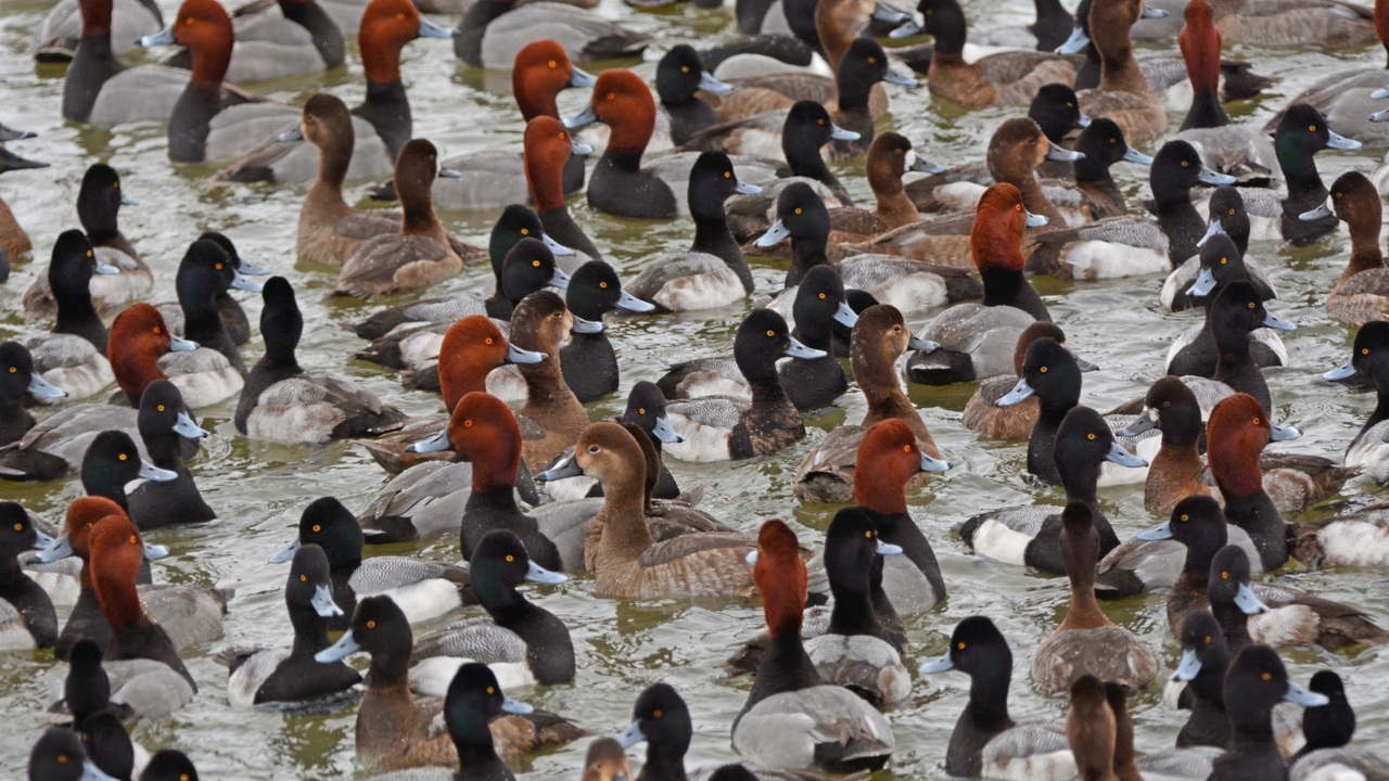 Onondaga Lake birding walk set for Nov. 14 Onondaga Lake birding walk set for Nov. 14