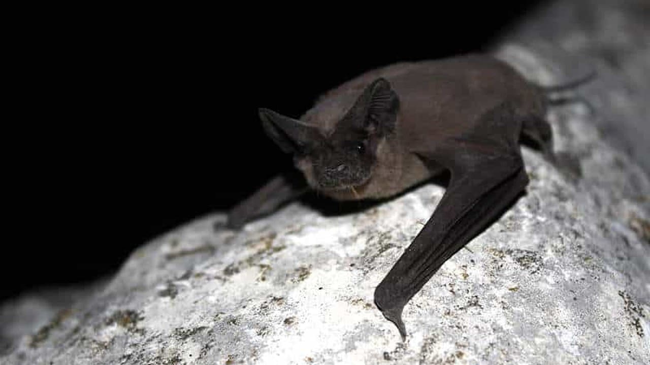 DEC warns cave visits can threaten hibernating bats as Bat Week begins