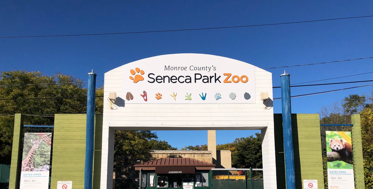 Two African penguins join Seneca Park Zoo’s colony