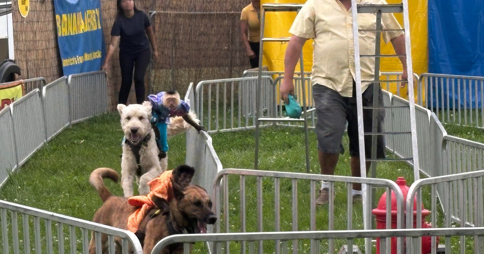 FULL STORY : New York bill would ban traveling animal acts statewide